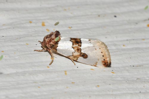 Snakeweed Flower Moth photo 5