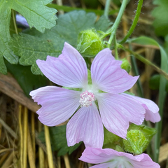 Malva