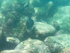 Prionurus laticlavius