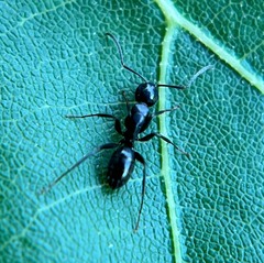 Formicidae