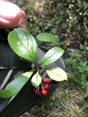 Aronia arbutifolia