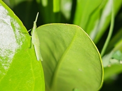 Atractomorpha sinensis