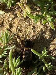 Gryllus