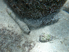 Holothuria inornata