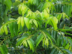 Glochidion philippicum