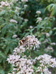 Euplagia quadripunctaria