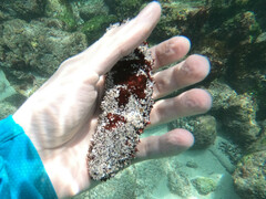 Holothuria inornata