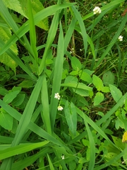 Persicaria sagittata