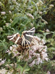 Euplagia quadripunctaria