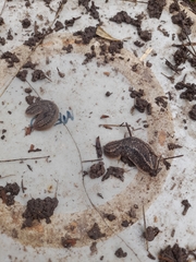 Phyllocaulis soleiformis