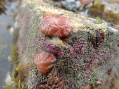 Aplidium elegans
