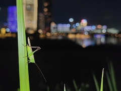 Conocephalus maculatus