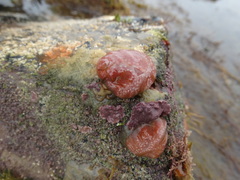 Aplidium elegans