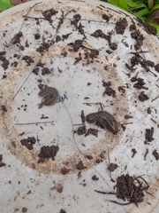 Phyllocaulis soleiformis