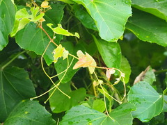 Vitaceae