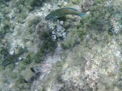 Thalassoma pavo