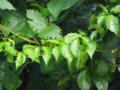 Neoalsomitra clavigera