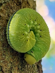Cimbex femoratus