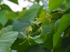 Vitaceae