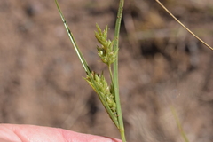 Cyperus schweinitzii