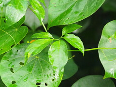 Neoalsomitra clavigera