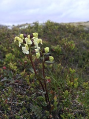 Pedicularis lapponica
