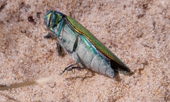 Steraspis