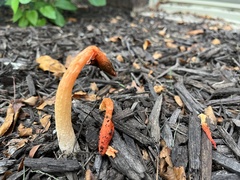 Phallus rugulosus