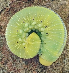 Cimbex femoratus