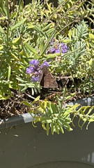 Erynnis tristis
