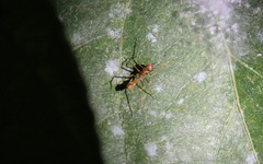 Myrmaplata plataleoides