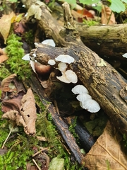 Marasmiellus candidus
