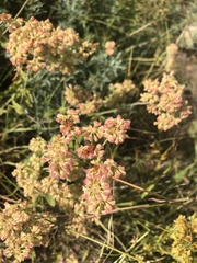 Eriogonum umbellatum
