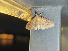 Herpetogramma licarsisalis