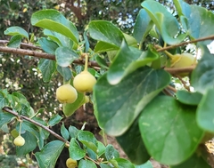 Styrax officinalis