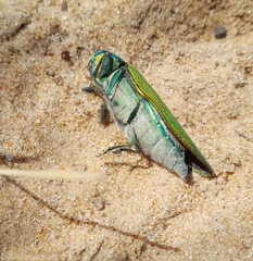 Steraspis