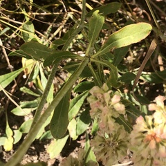 Eriogonum umbellatum