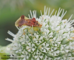 Phymata pennsylvanica