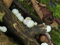 Marasmiellus candidus