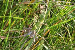 Phaneroptera falcata