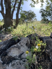 Anthemis cotula