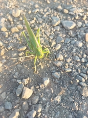 Tettigonia