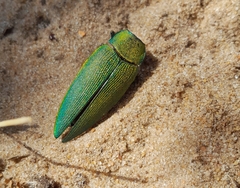 Steraspis