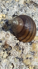 Littorina saxatilis