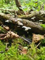 Marasmiellus candidus