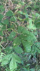 Melioides