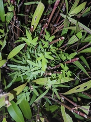 Lygodium japonicum