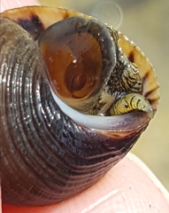 Littorina saxatilis