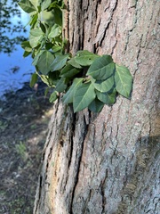 Euonymus fortunei