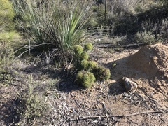 Isopogon ceratophyllus